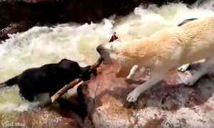 Удивительное спасение черного лабрадора золотистым из бурлящей реки попало на видео