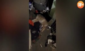 Шокирующее видео из центра передержки в Екатеринбурге, где обнаружены тела 18 истощенных кошек и собак