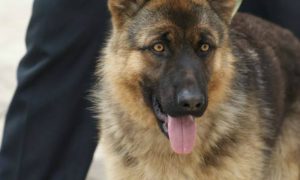Кинолог, допустивший смертельное нападение собак на пенсионерку, задержан в Москве