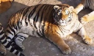 Зоопарк продаёт посетителям корм для тигров