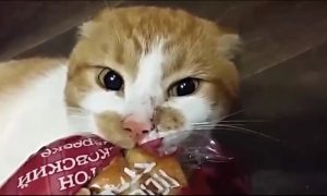 «Борис, отдай булку!»: кот из приюта умилил пользователей Сети нежной любовью к батонам