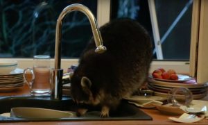 Опубликовано видео, как в Казахстане енот забрался в дом и ополоснул в раковине всю посуду