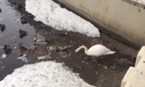 Опубликовано видео уборки лебедем-