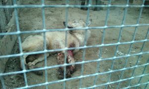 Животные в крови и нечистотах ужаснули посетителей зоопарка в Омской области