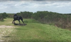 Опубликовано видео вероломного нападения бесстрашного коня на аллигатора во Флориде