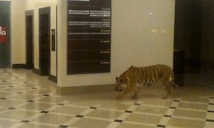 В Хабаровске тигр гулял по торговому центру