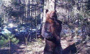 Зажигательный танец медведя в Свердловской области попал на видео
