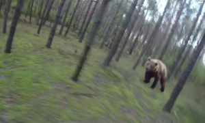Видео с пытавшимся догнать велосипедиста медведем 