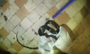 Ядовитая змея «встретила» жительницу Новосибирска с работы в её квартире