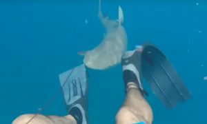 Американец снял на видео дерзкое нападение акулы у берегов Флориды