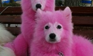 Нашумевших розовых собак Крыма пытаются сбыть через 