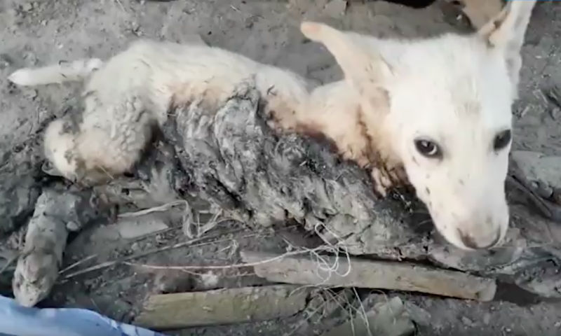 Спасение щенков от страшной смерти в Ноябрьске было снято на видео 