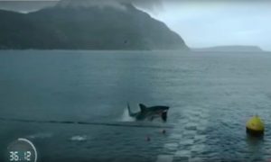 Майкл Фелпс проиграл в ЮАР заплыв большой белой акуле