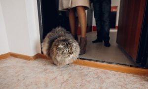 В Нижнем Новгороде приглашают кота на работу за зарплату