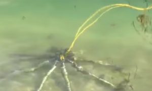 Пляжники обнаружили у моря загадочное «существо» с металлическими ногами