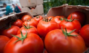 Ткачев пообещал не пускать турецкие помидоры в Россию