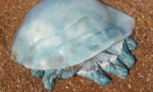 Редкую голубую медузу гигантских размеров выловили в бухте во Владивостоке