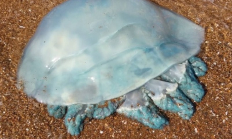Редкую голубую медузу гигантских размеров выловили в бухте во Владивостоке 