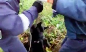 Истощенного пса спасли от верной смерти в Красноярске
