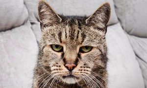 Как 141-летний человек: в Британии умер самый старый кот в мире