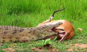 Благородный крокодил отпустил пойманную на обед антилопу