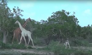 Сенсация: в Кении на видео попали белые жирафы