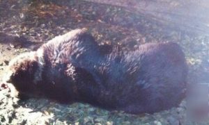 Медведь напал на подростка в Нижнеудинске и был застрелен