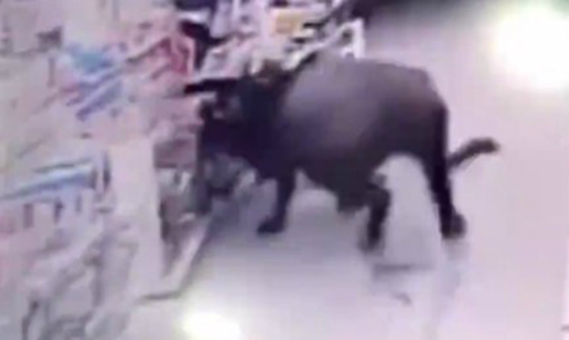 Атаку бешеного буйвола на китайский супермаркет сняла камера наблюдения 