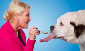 Самый длинный язык в мире сделал собаку по кличке Мочи рекордсменом