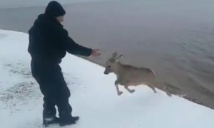 Безрогий олененок попытался забодать мужчину в Якутии
