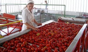Россельхознадзор едет в Белоруссию считать помидоры, яблоки и грибы