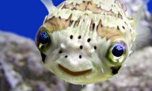 Рыбы тоже могут любить и страдать: сенсационное открытие ученых