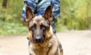 «Неправильная» собака помогла полиции найти вместо оружия наркотики