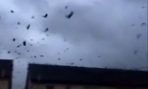 Приближающийся ураган вызвал у птиц истерику и обратил в бегство