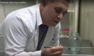 В Челябинске ветеринар спас от неминуемой смерти золотую рыбку