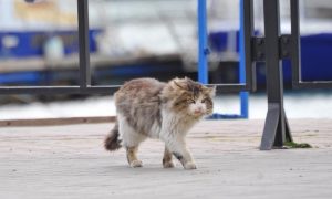Кот-потеряшка нашел старых хозяев благодаря Таджикистану