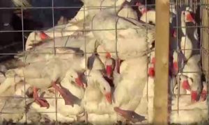 Зверским пыткам подвергают гусей на ферме в Канаде