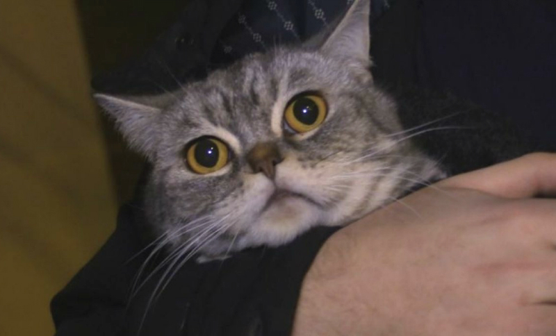 Из подожженного преступниками дома петербуржец спас только кота 