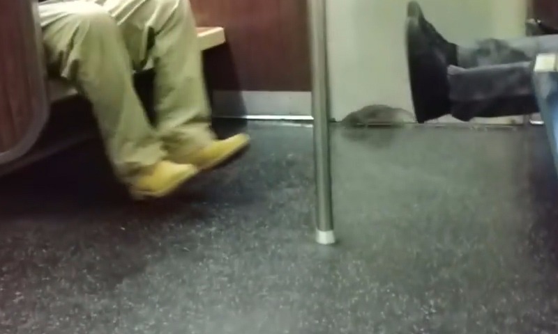 Люди и крыса напугали друг друга в нью-йоркском метро 
