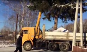Челябинские чиновники украли елку у местной жительницы