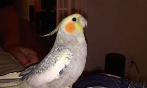 Расстроенный попугай Лаки научился 