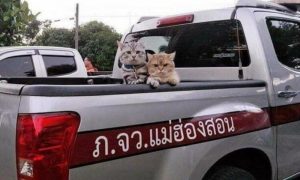 В Таиланде участников крутой кошачьей разборки забрали в 