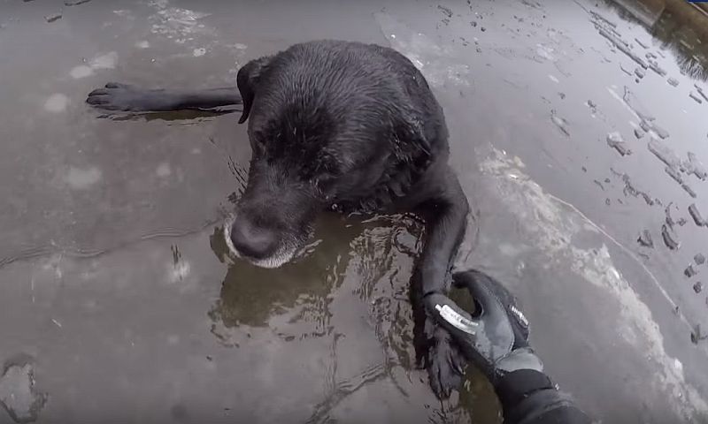Британка сняла на видео, как спасла из ледяной воды лабрадора 