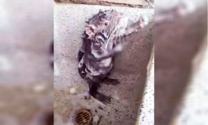 Видео с моющейся крысой раскололо пользователей Сети на два лагеря