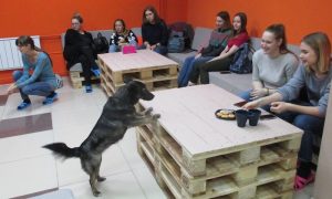 Не только котики: первое пёсокафе открылось в Новосибирске