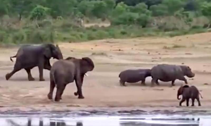 Разъяренная слониха избила хоботом бегемотов, защищая детеныша 