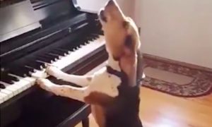 Когда душа поет: пес спел, подыгрывая себе на пианино