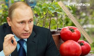 Челябинские садоводы решили померяться «Путиным» с помощью линейки: чей больше
