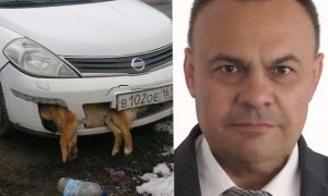Депутат-единоросс ездит с мертвой собакой в бампере