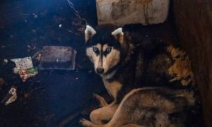 В Тверской области обнаружили “концлагерь” для породистых собак